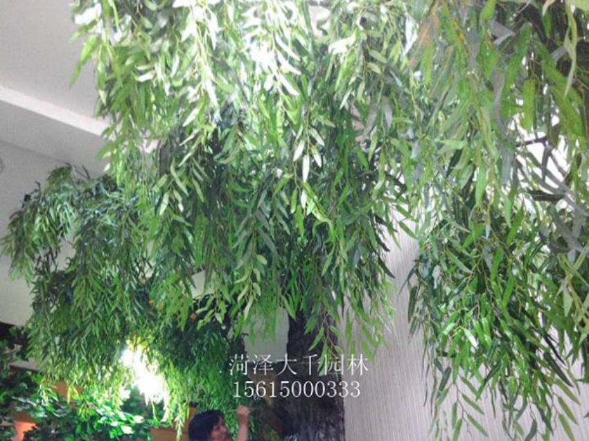 點擊查看詳細信息<br>標題：假樹 閱讀次數：1427